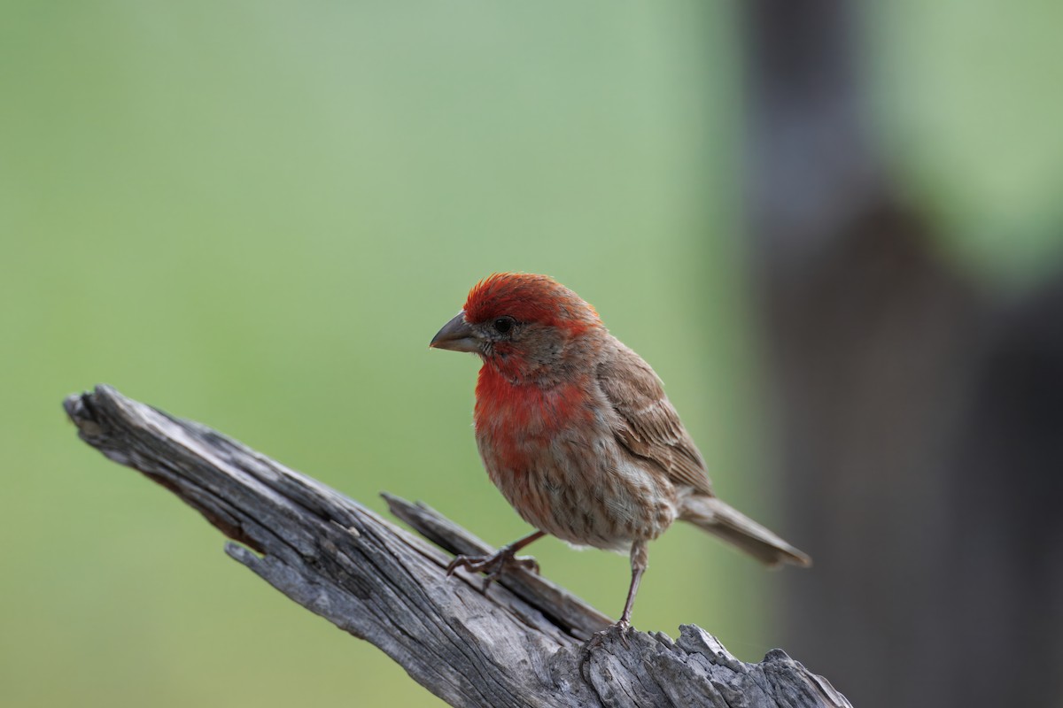 House Finch - ML638319998