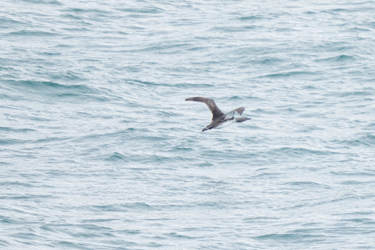 Plongeon catmarin - ML638320010