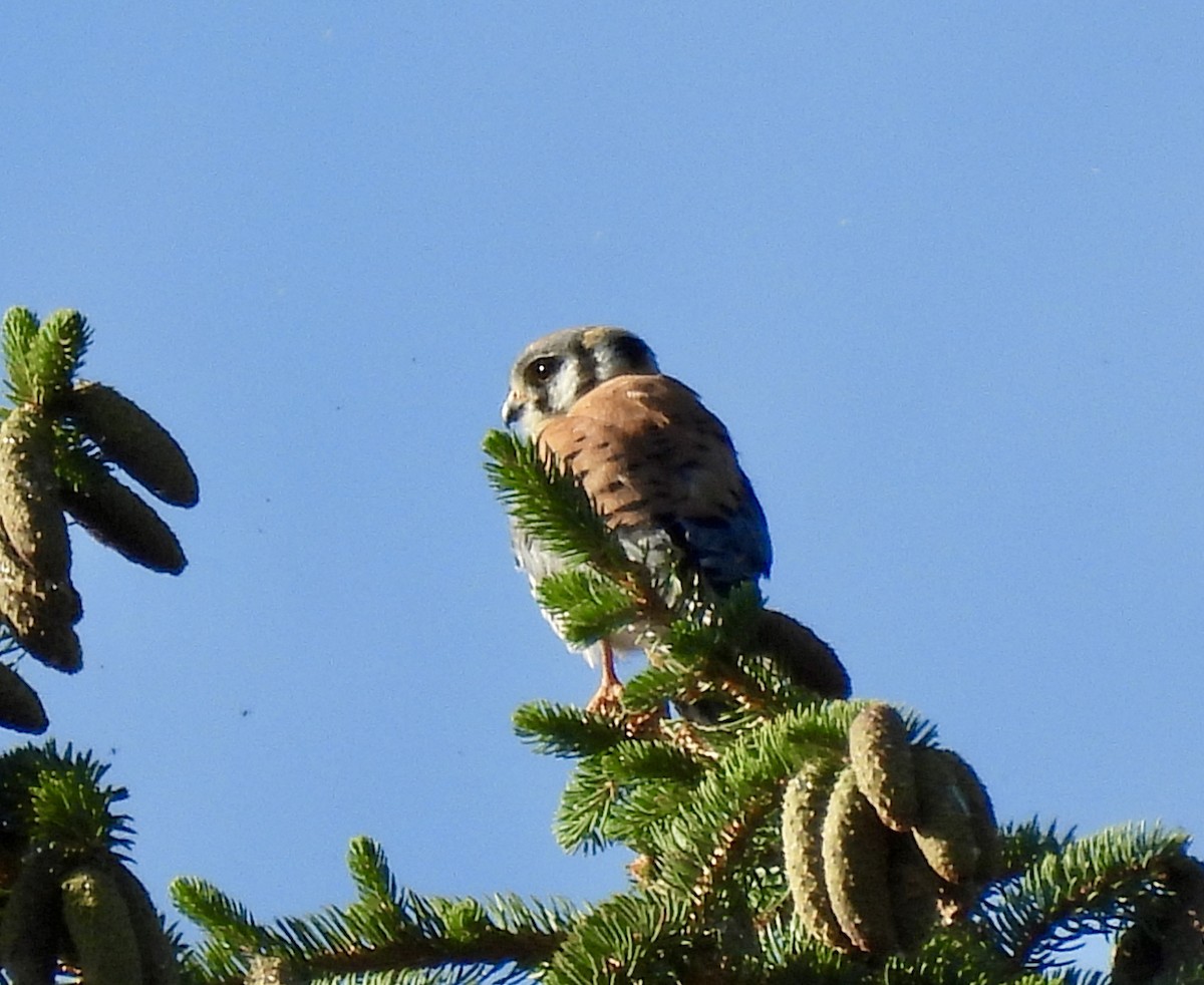 Buntfalke - ML638320013