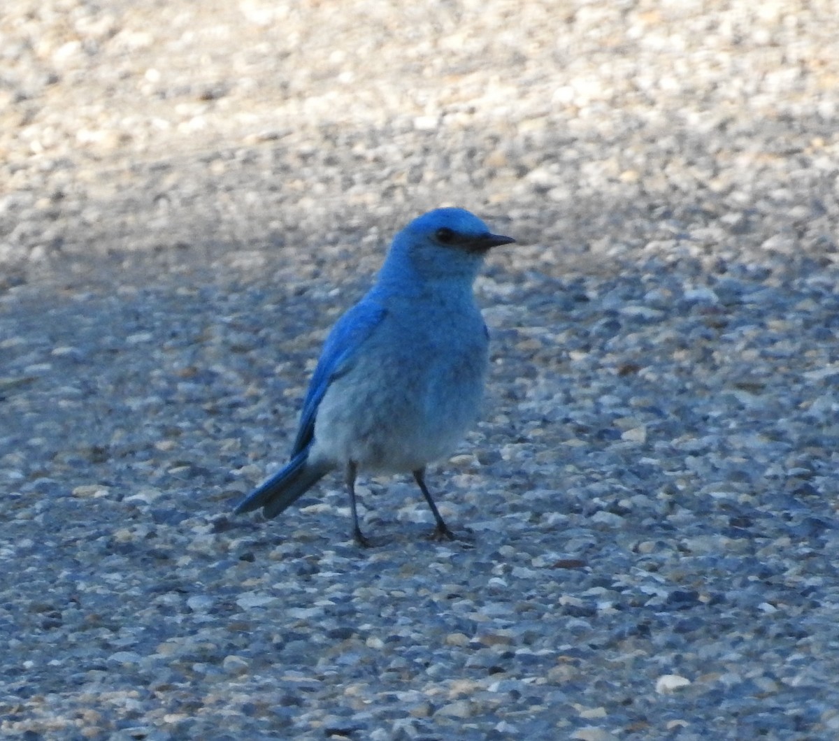 Mountain Bluebird - ML638320020