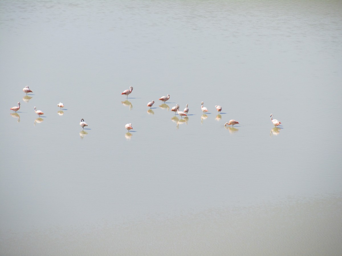 Chilean Flamingo - ML638320039