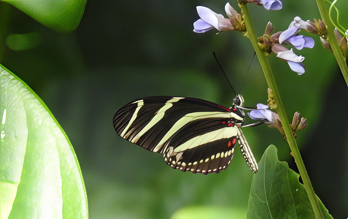 Zebra Longwing - ML638320040