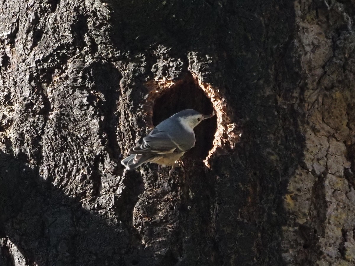 White-breasted Nuthatch - ML638320041