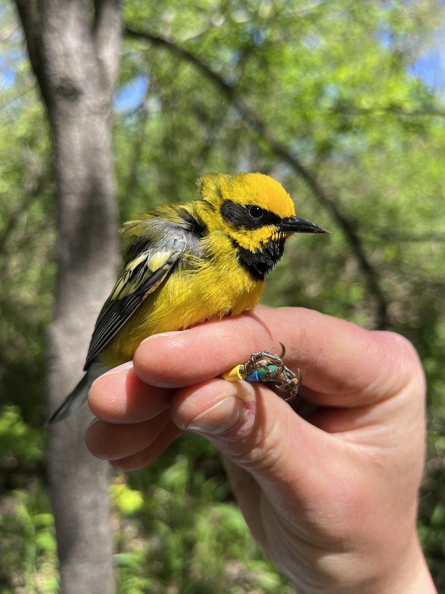 Lawrence's Warbler (hybrid) - ML638320051