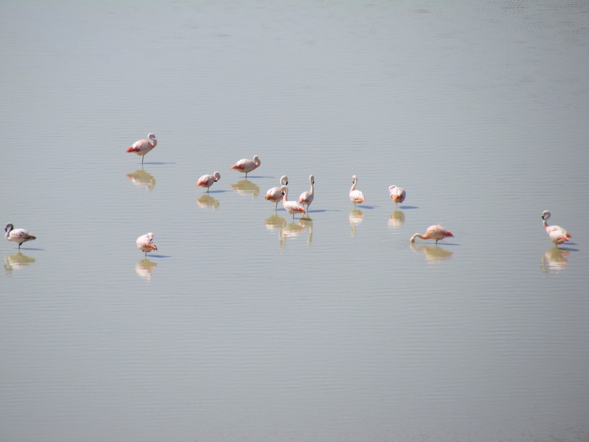 Chilean Flamingo - ML638320052