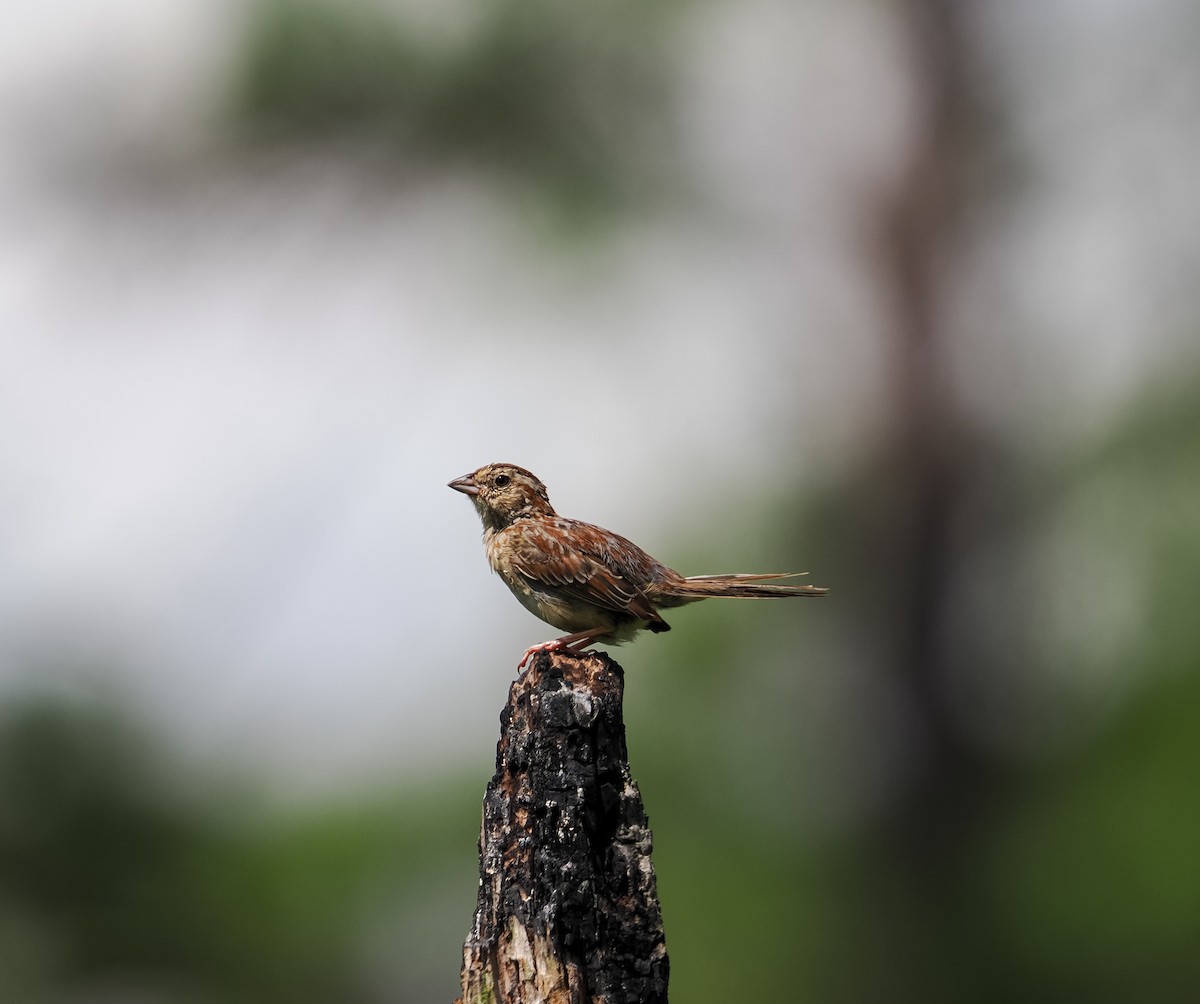 Bachman's Sparrow - ML638320061