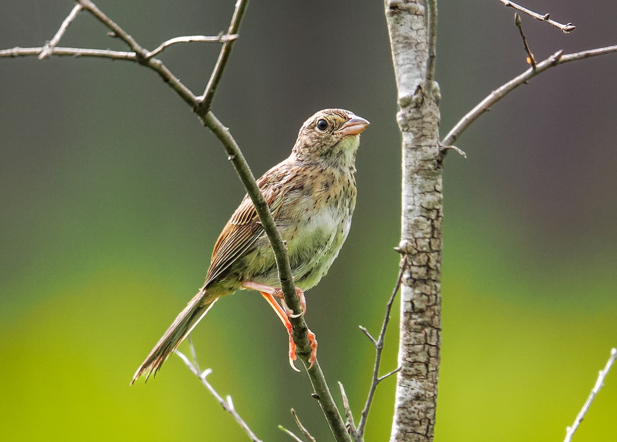 Bachman's Sparrow - ML638320063