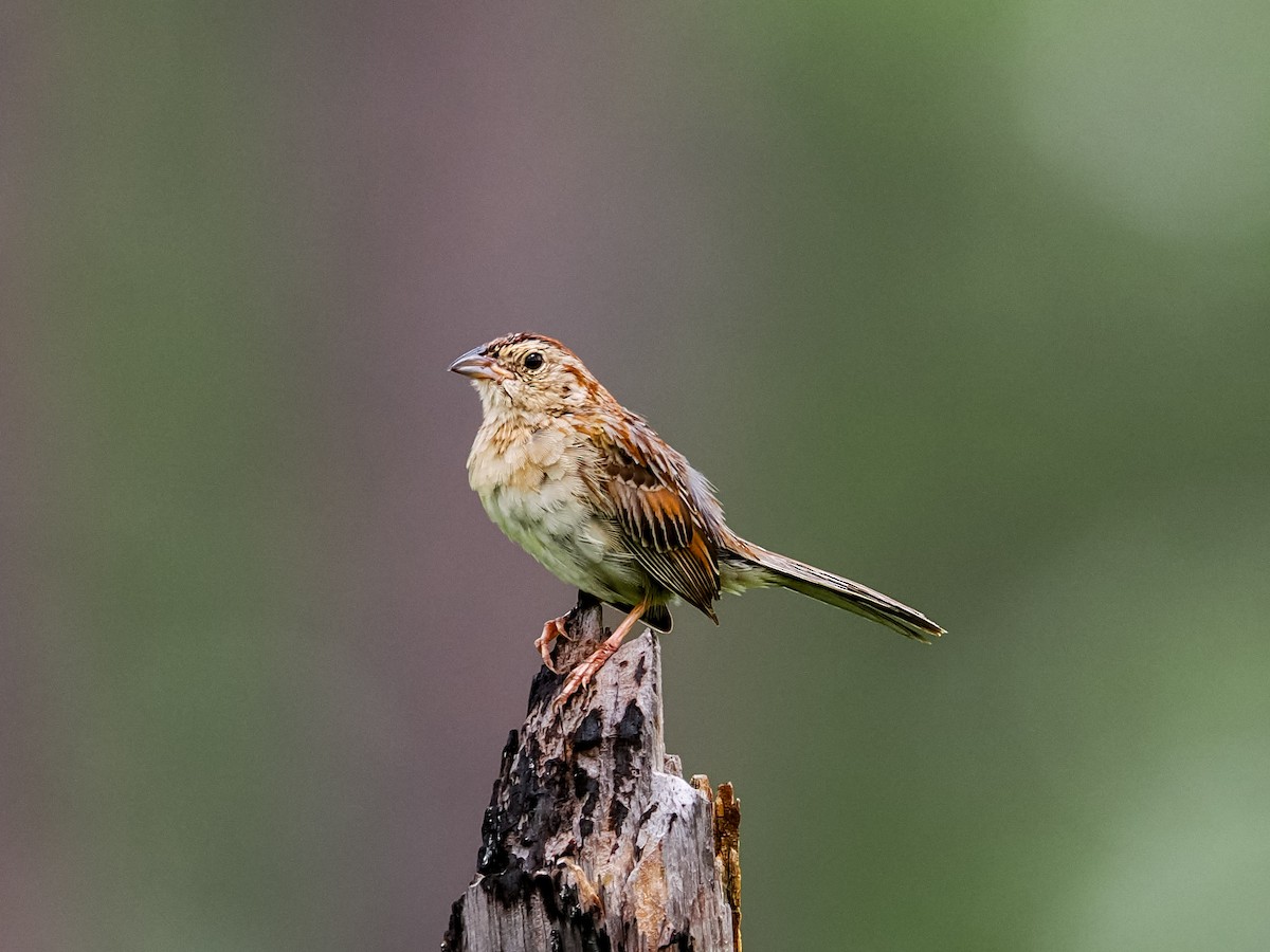 Bachman's Sparrow - ML638320064