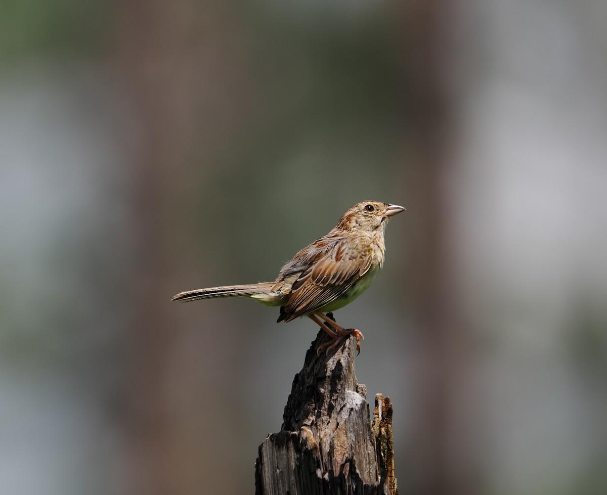 Bachman's Sparrow - ML638320065