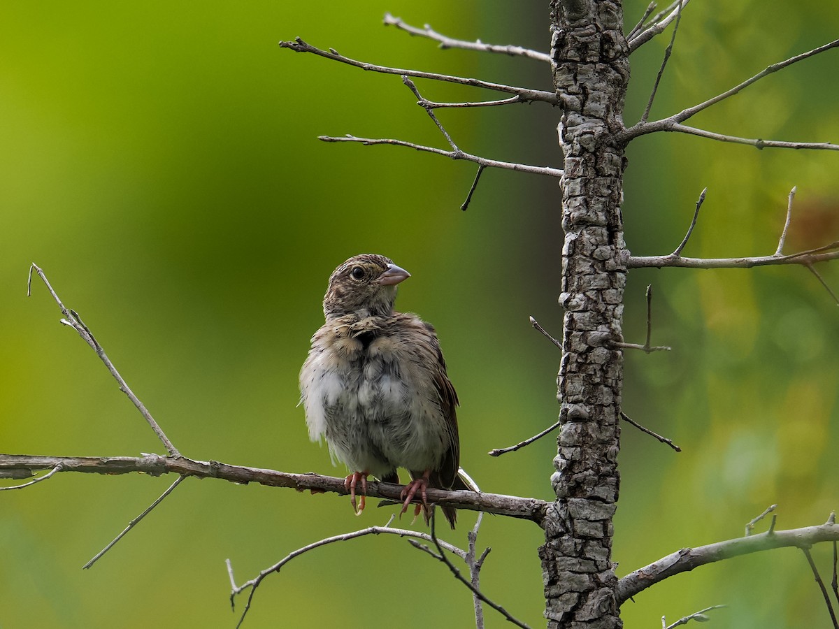 Bachman's Sparrow - ML638320067