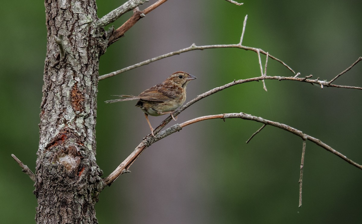 Bachman's Sparrow - ML638320068