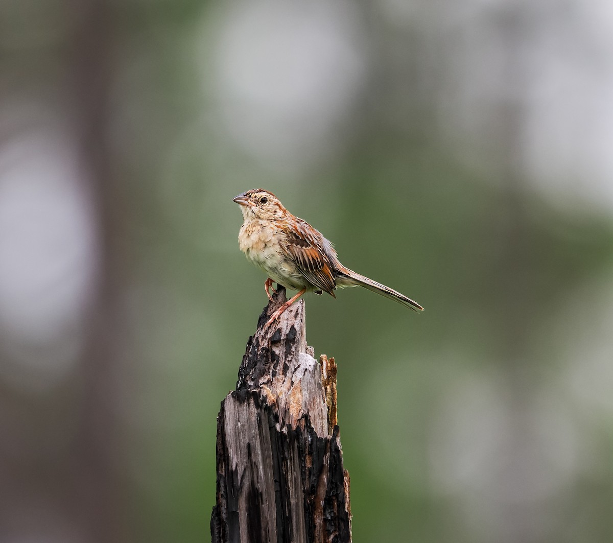 Bachman's Sparrow - ML638320070