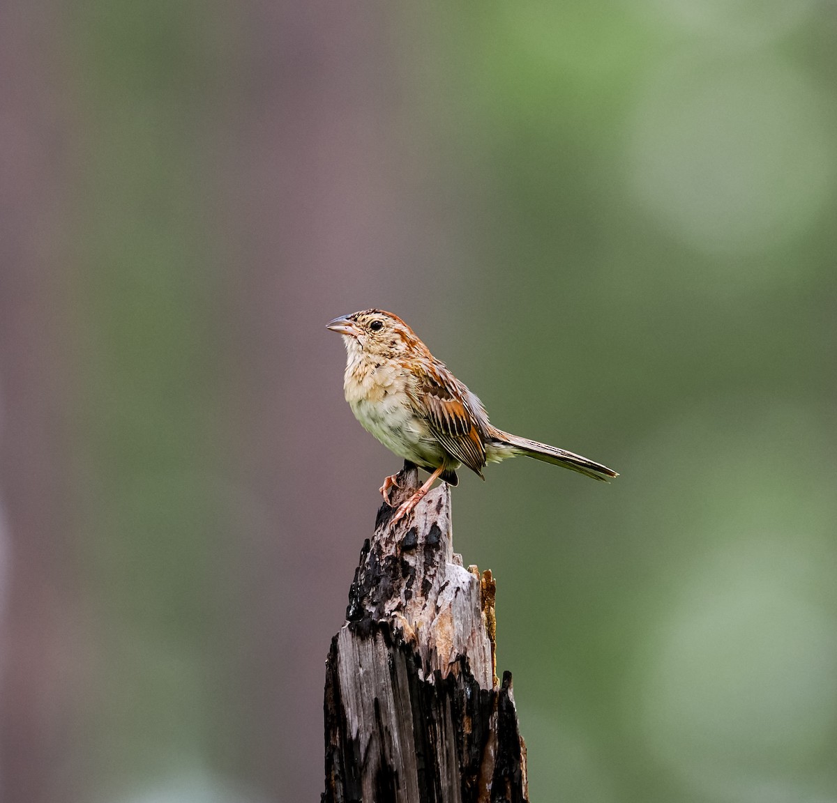 Bachman's Sparrow - ML638320071