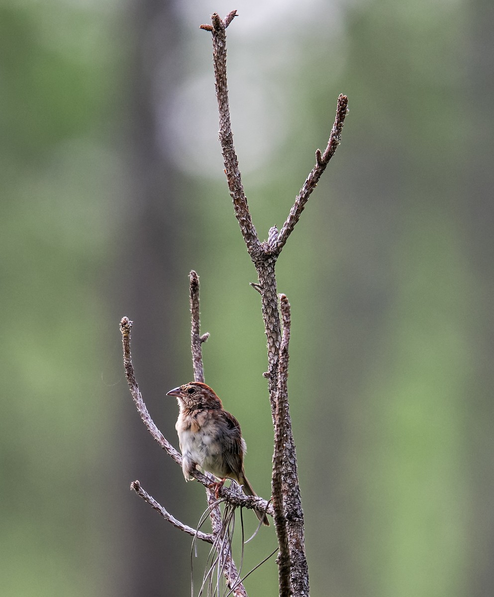 Bachman's Sparrow - ML638320072