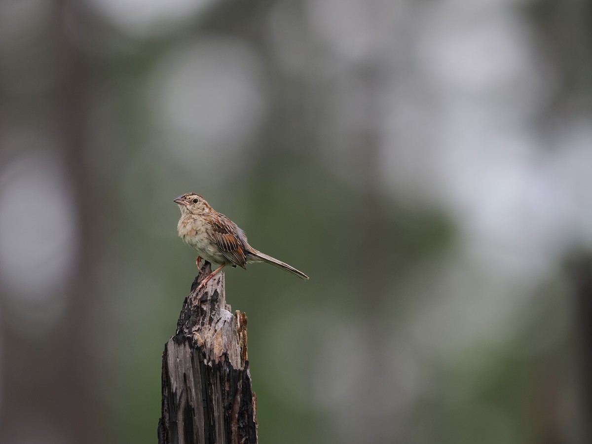 Bachman's Sparrow - ML638320074