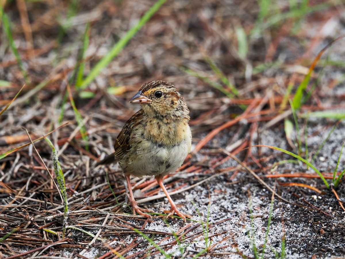 Bachman's Sparrow - ML638320075