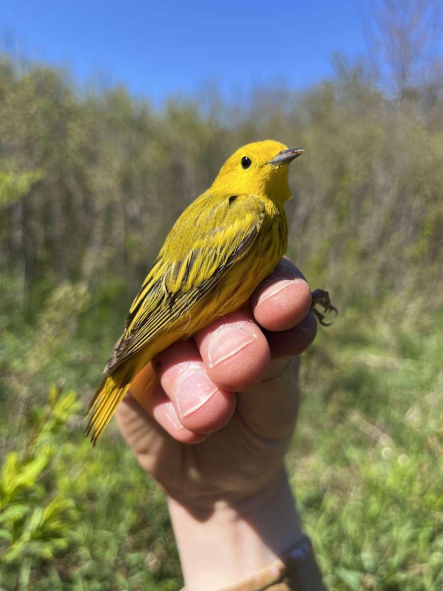 Paruline jaune - ML638320079