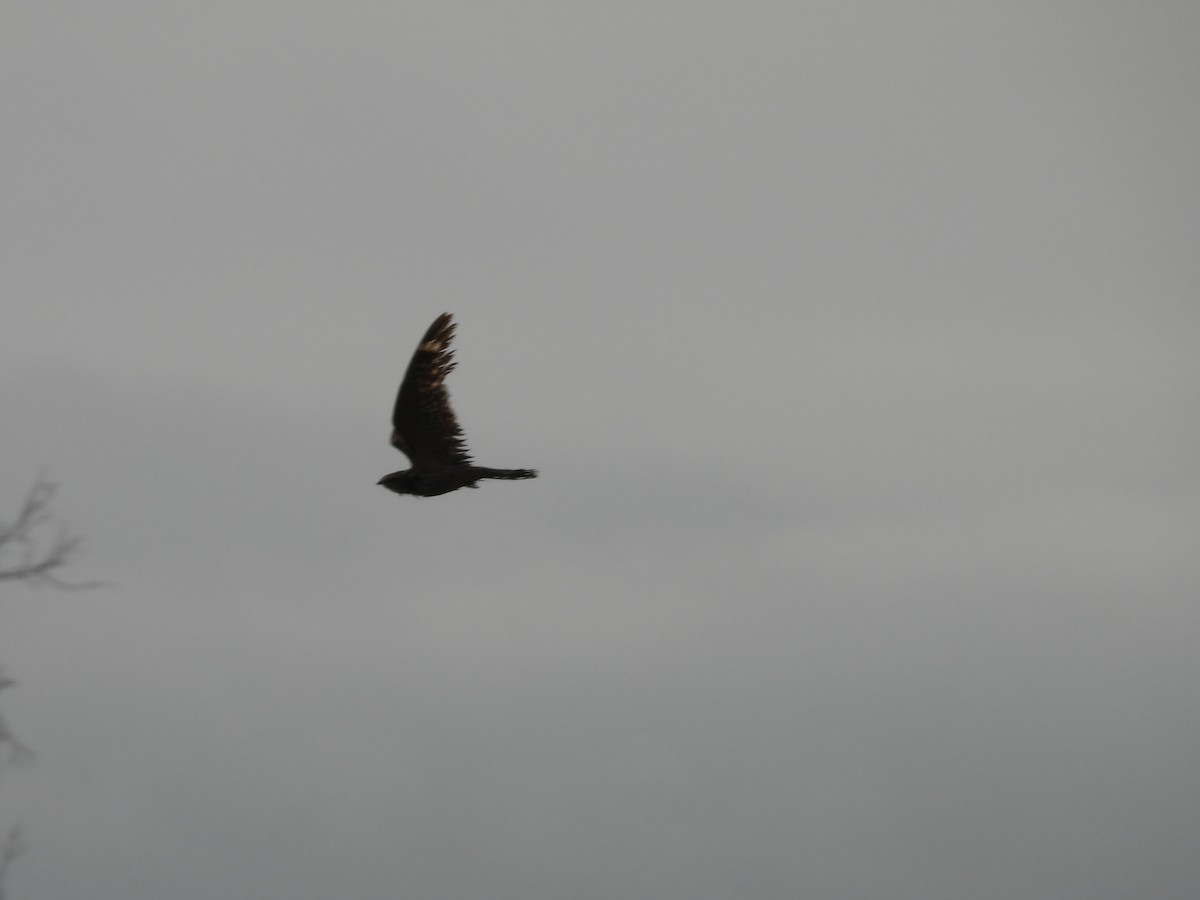 Lesser Nighthawk - ML638320089