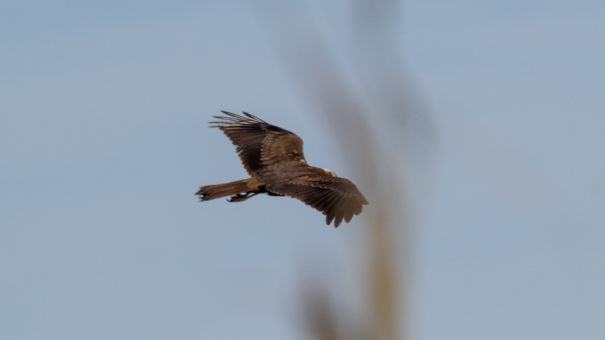 Western Marsh Harrier - ML638320098