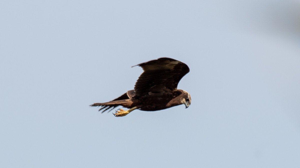 Western Marsh Harrier - ML638320099