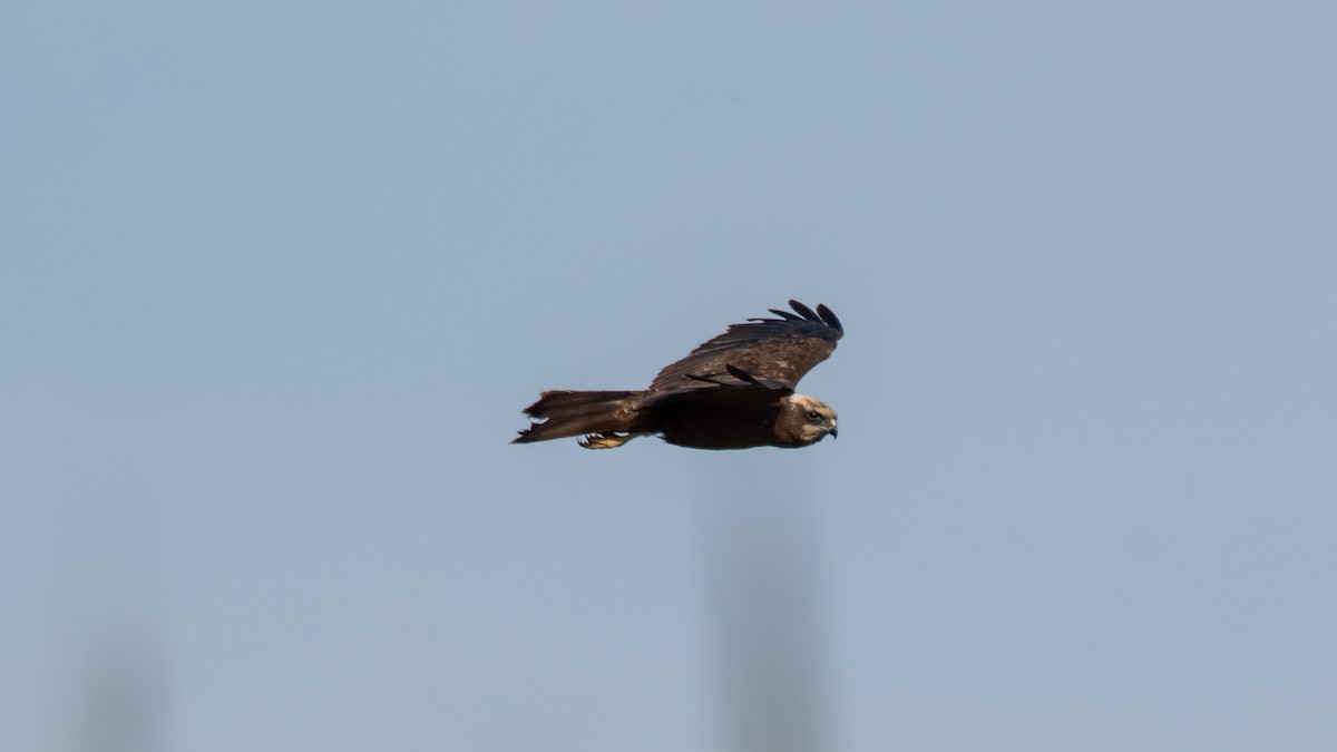 Western Marsh Harrier - ML638320100