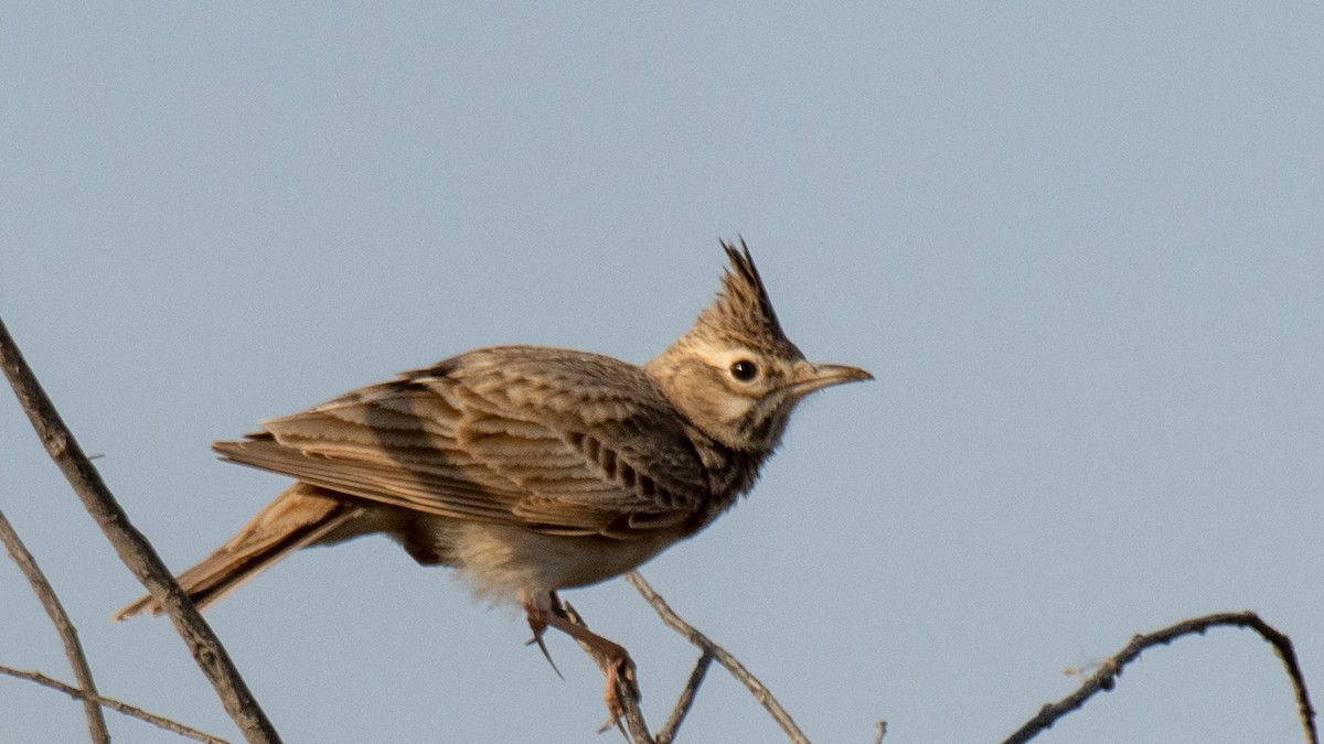 topplerke - ML638320113