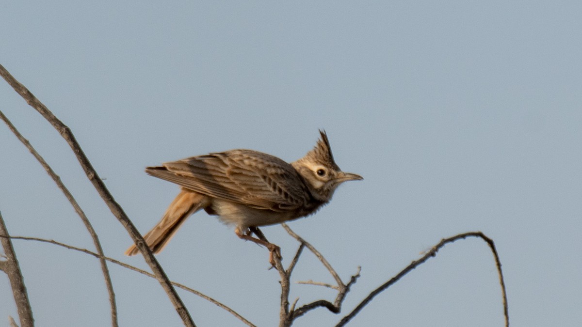 topplerke - ML638320114