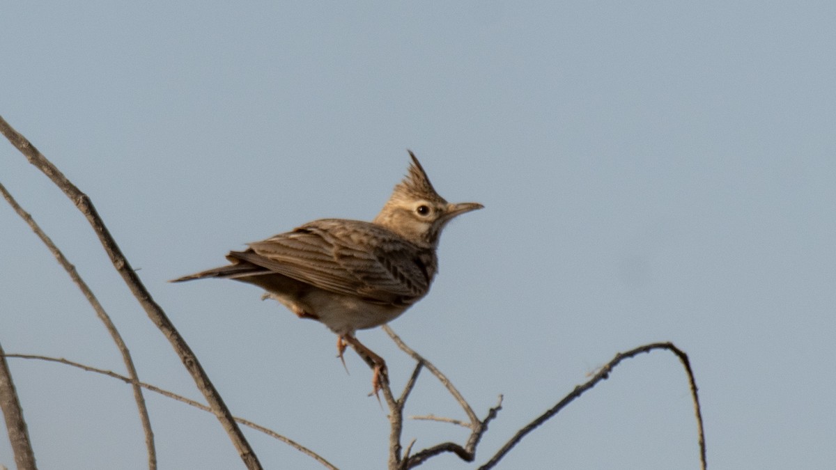 topplerke - ML638320115
