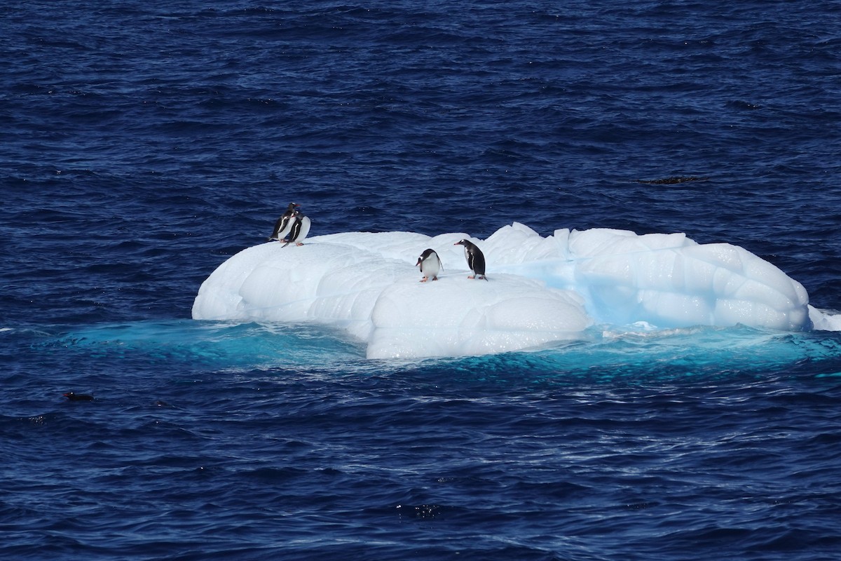 Eselspinguin - ML638320123