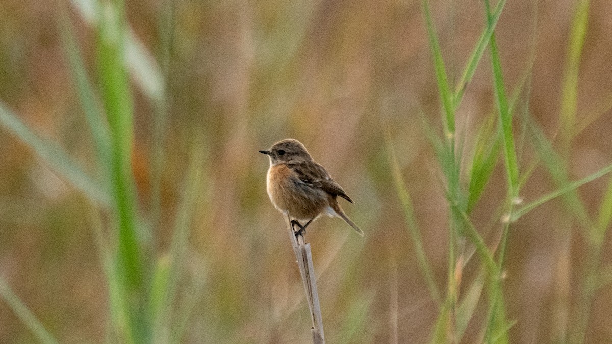 European Stonechat - ML638320142