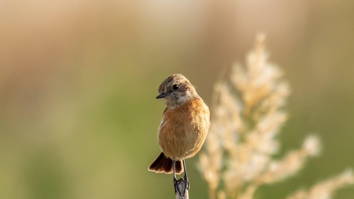 European Stonechat - ML638320145