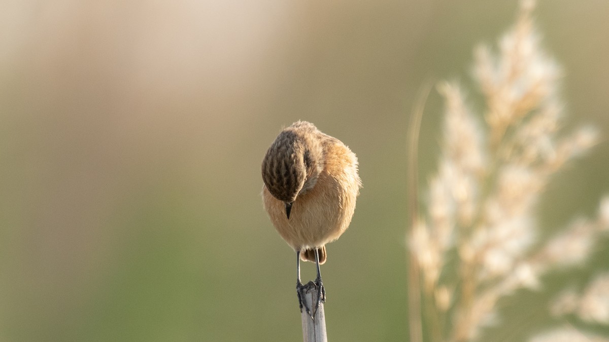 European Stonechat - ML638320146