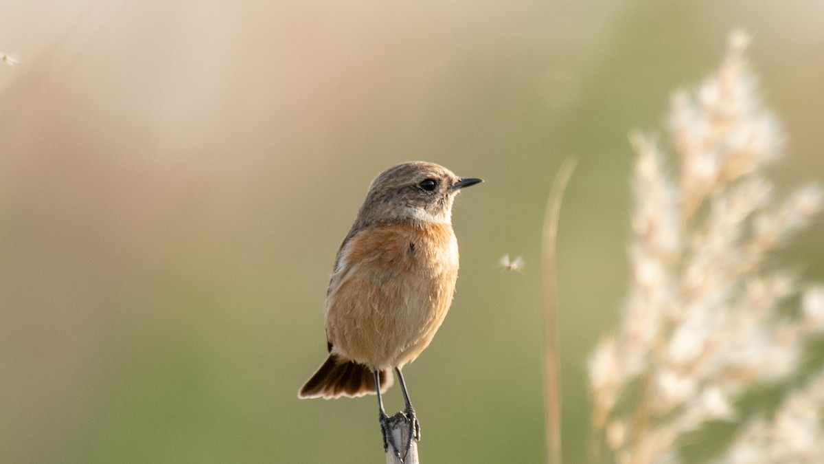 European Stonechat - ML638320147