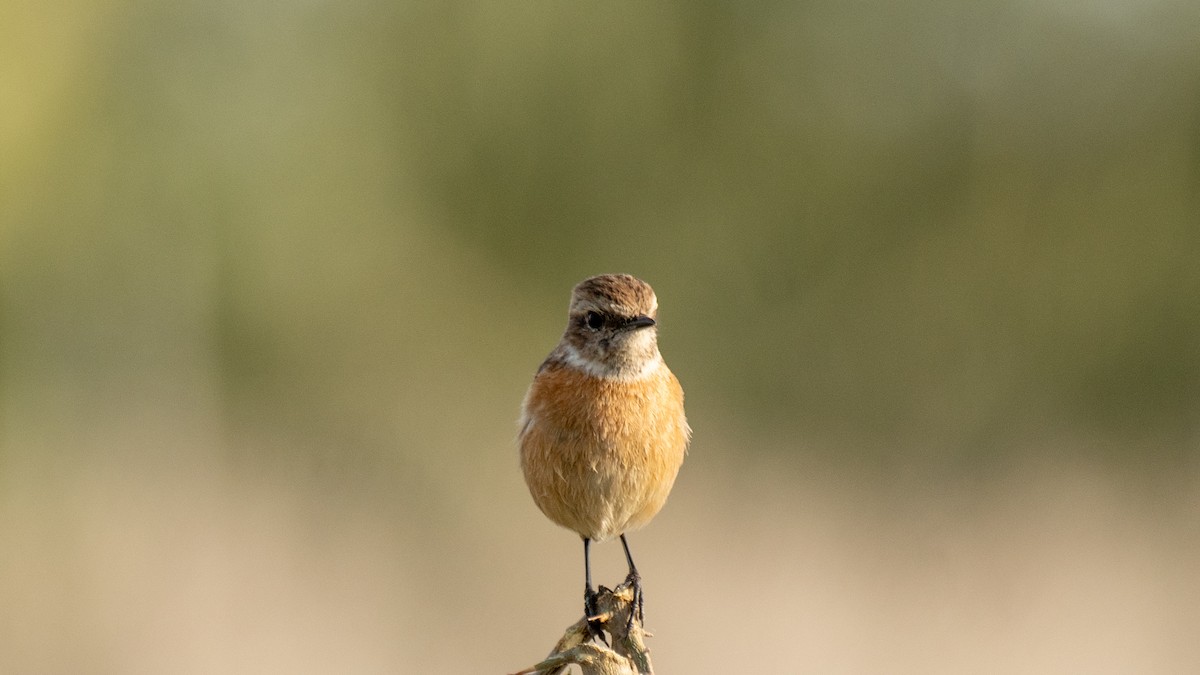 European Stonechat - ML638320148