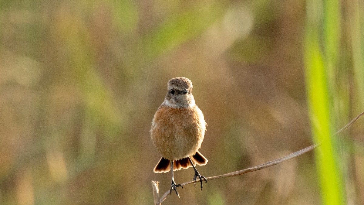 European Stonechat - ML638320150