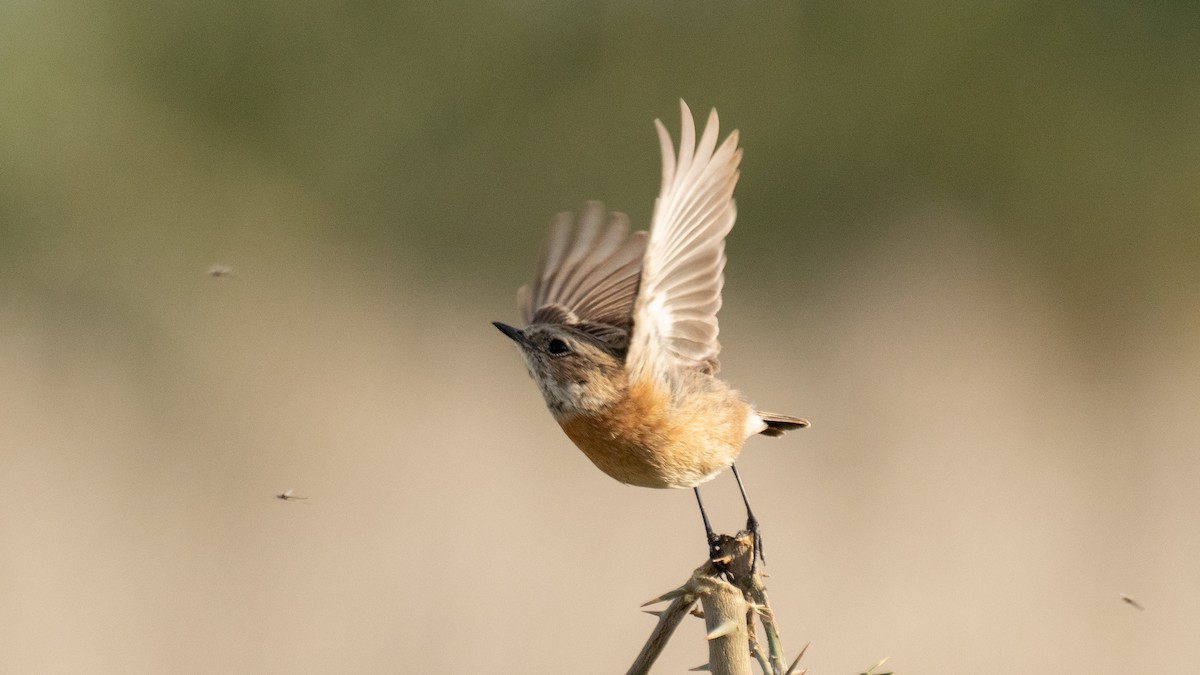 European Stonechat - ML638320152
