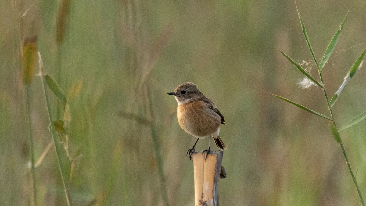 European Stonechat - ML638320154