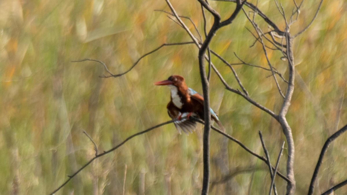 White-throated Kingfisher - ML638320161