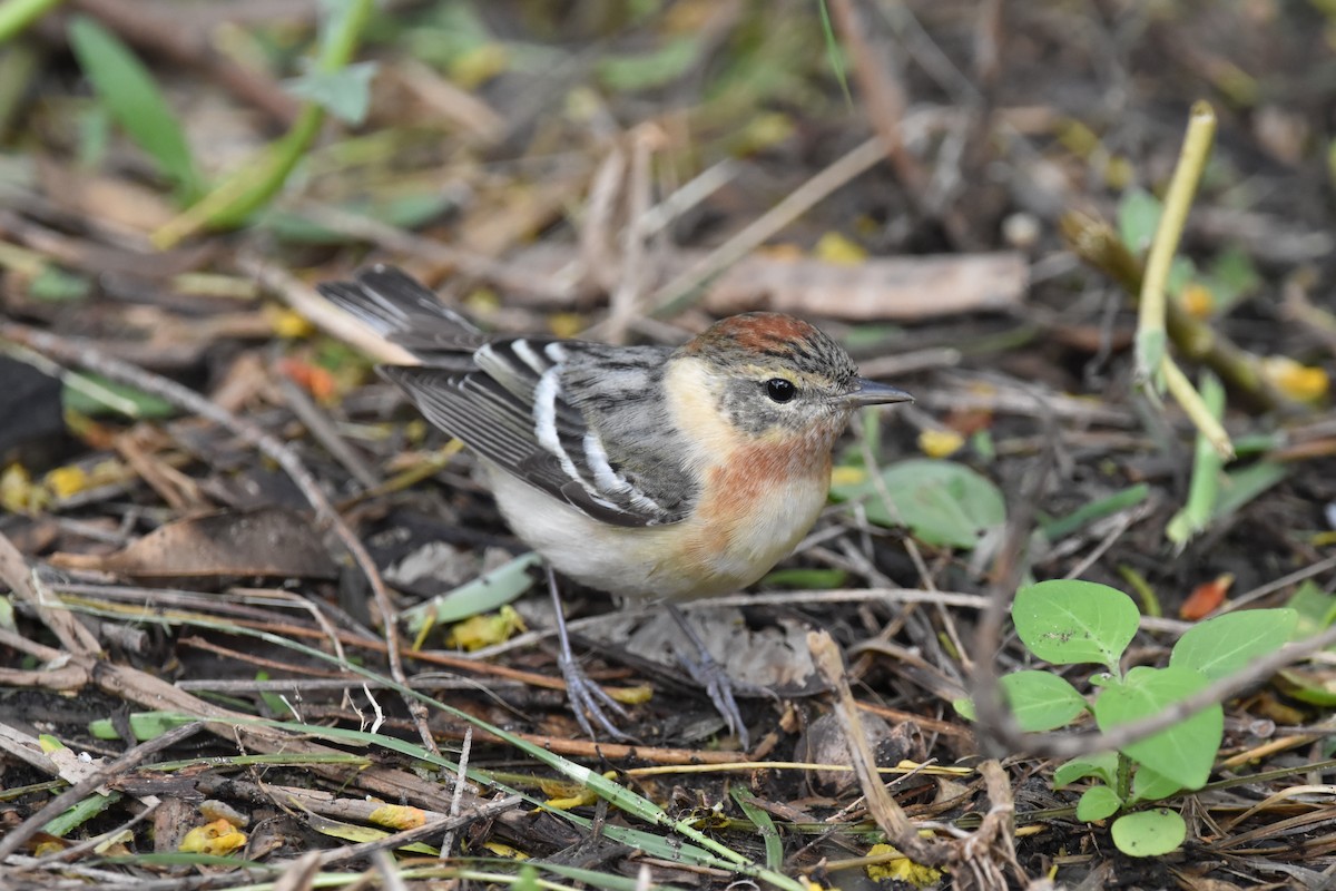Bay-breasted Warbler - ML638320169