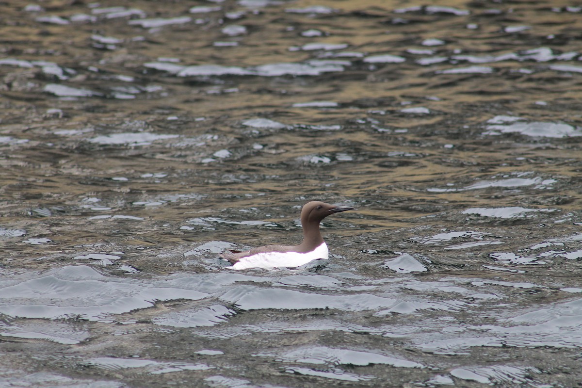 Common Murre - ML638320171