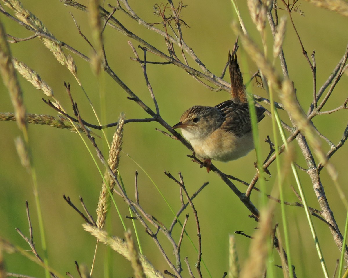 Sedge Wren - ML638320179