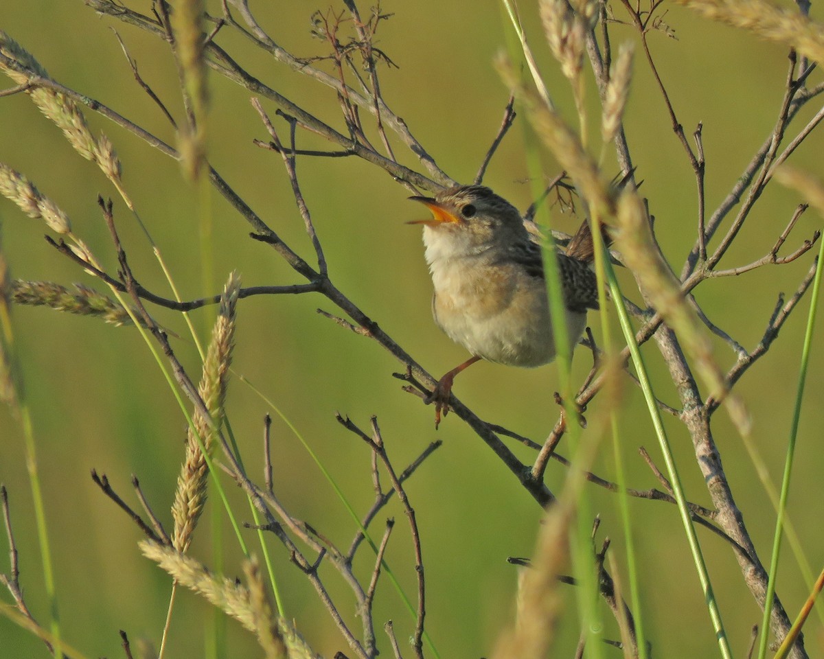 Sedge Wren - ML638320180