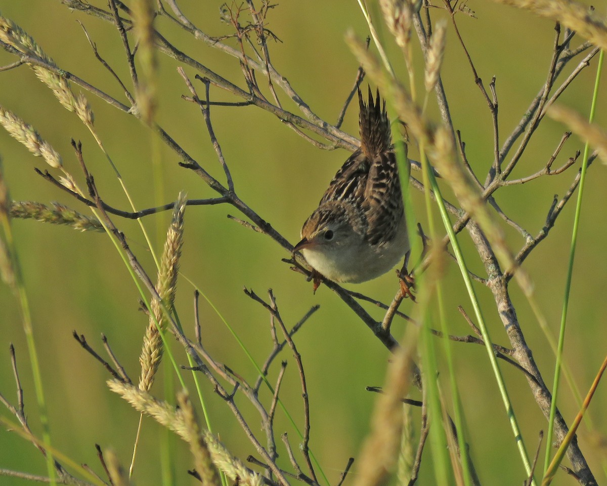 Sedge Wren - ML638320181