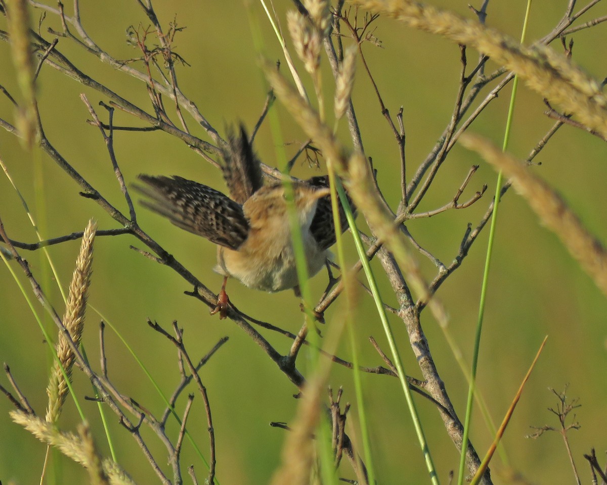 Sedge Wren - ML638320182