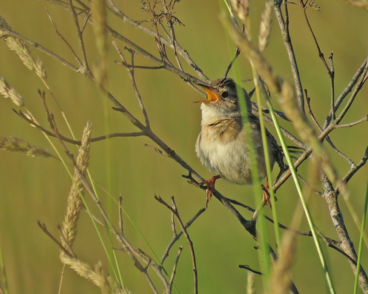 Sedge Wren - ML638320183