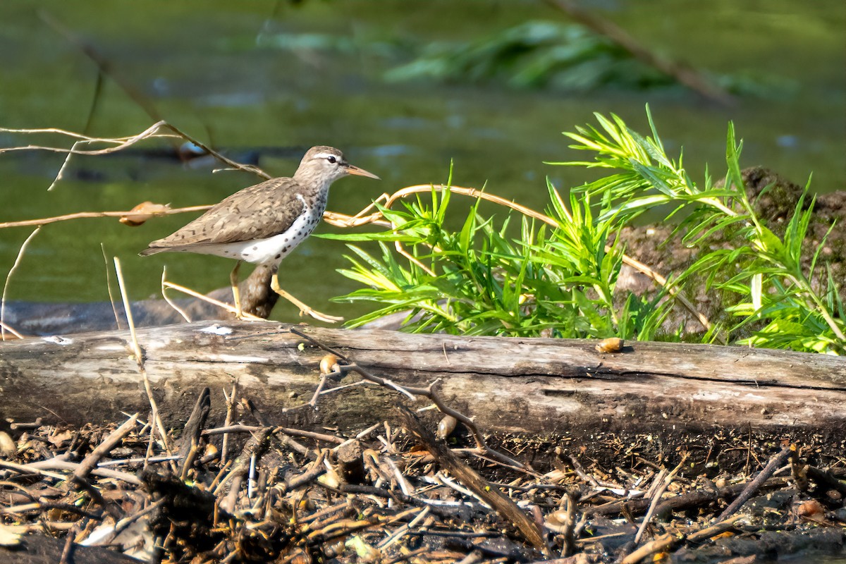 Spotted Sandpiper - ML638320184
