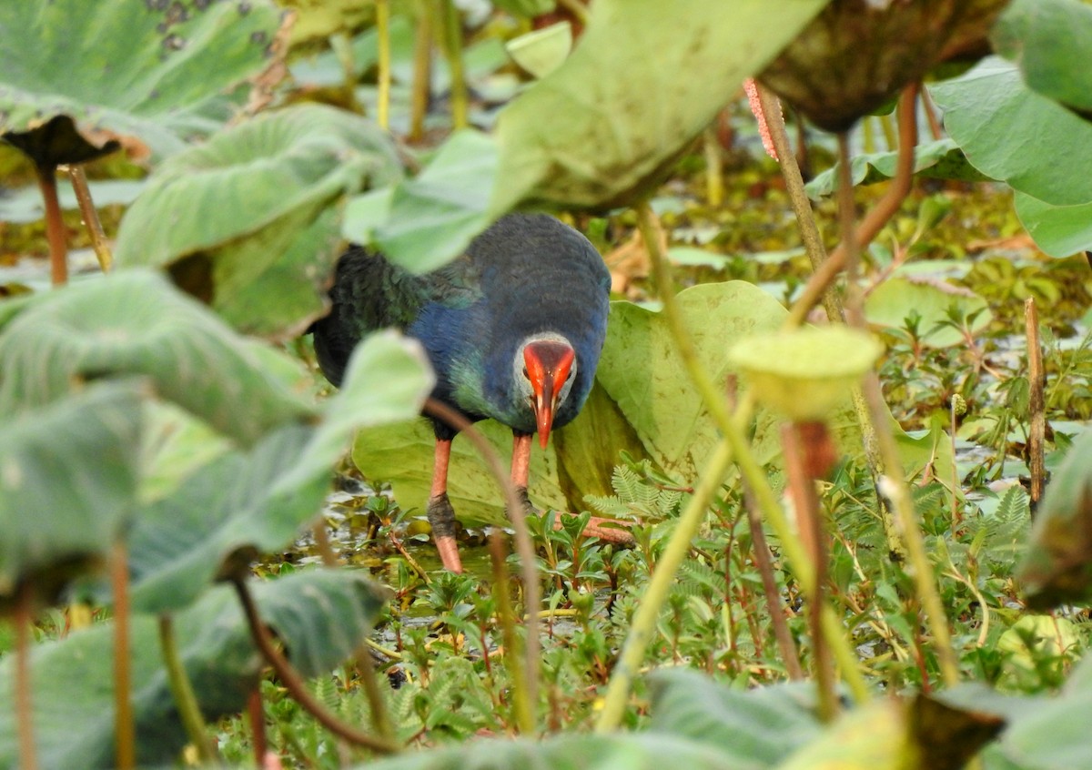 Pollo sultano testagrigia - ML638320203