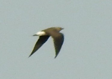 Oriental Pratincole - ML638320214