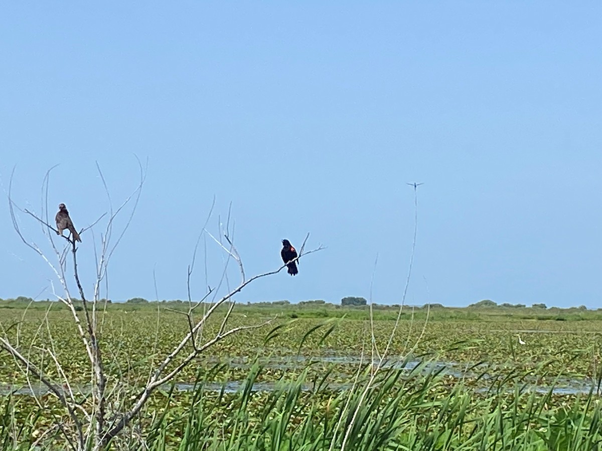 Boat-tailed Grackle - ML638320223