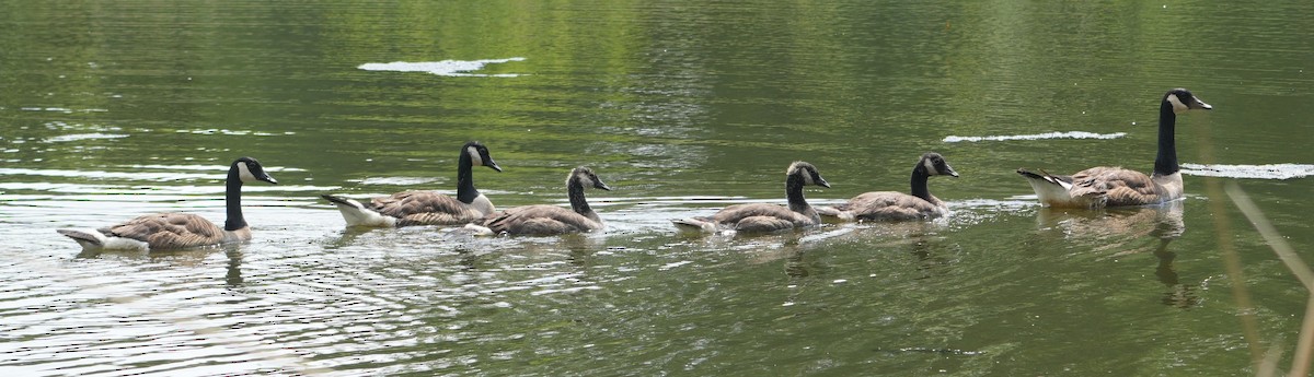 Canada Goose - ML638320224